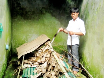 Nuôi rắn hổ hèo hiệu quả kinh tế cao