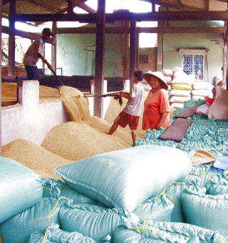 Hậu cần cho bài toán chất lượng lúa đặc sản