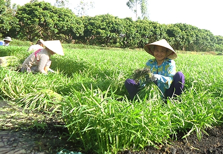Liên kết sản xuất: 
Hướng đi mới cho rau an toàn