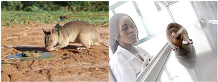 Huấn luyện chuột rà soát bom mìn và chẩn đoán bệnh lao