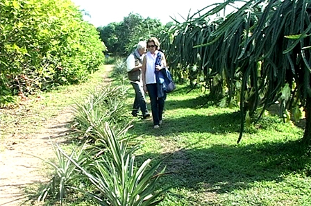 Phát triển vườn cây ăn trái gắn với du lịch sinh thái