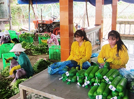 Từng bước khẳng định thương hiệu
“Rau an toàn Gò Công”