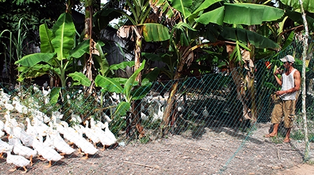 Vịt ta giảm giá mạnh