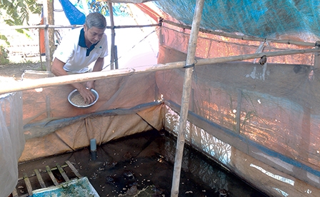 Cải thiện cuộc sống nhờ nuôi ếch