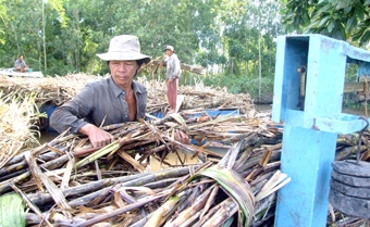 Mùa mía mới, nỗi lo cũ