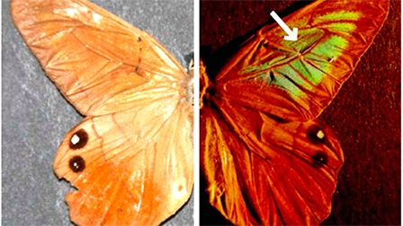 Vật liệu chống giả mạo 
lấy cảm hứng từ cánh bướm