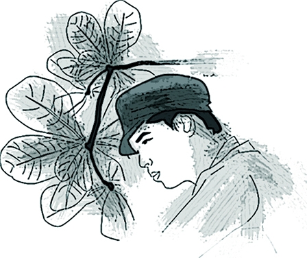 Cây bàng tuổi thơ