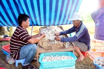 Nấm rơm giá cao, dễ tiêu thụ