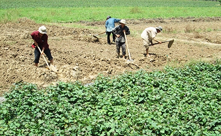 Thăng trầm khoai lang xuất khẩu