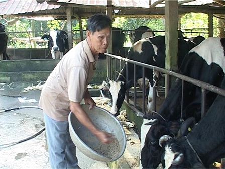 Nông dân Long Hòa 
khấm khá nhờ nuôi bò sữa