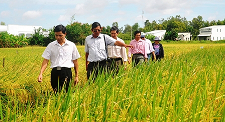 Để cây lúa thơm trở thành 
sản phẩm có lợi thế cạnh tranh