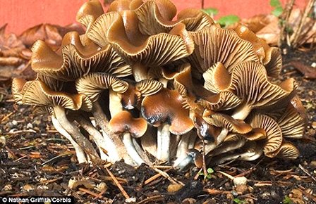 Khám phá cơ chế tác động của nấm gây ảo giác lên não