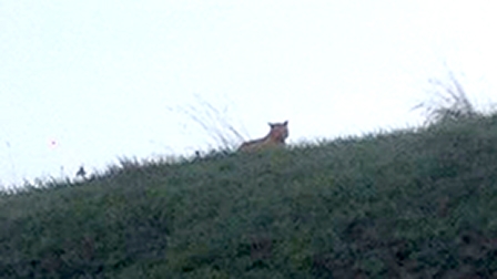 Thấy cọp, hóa mèo!