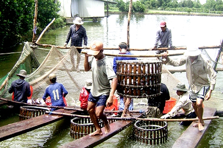 Nâng giá trị sản xuất bền vững 
ngành nuôi trồng thủy sản