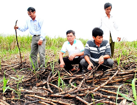 Cần để thị trường quyết định