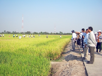 Thắt chặt liên kết sản xuất lúa