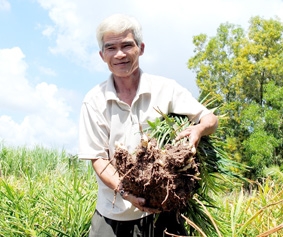 Thu bạc tỉ nhờ trồng gừng