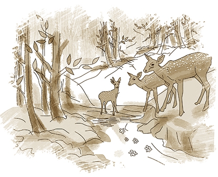 Nước mắt
   của rừng