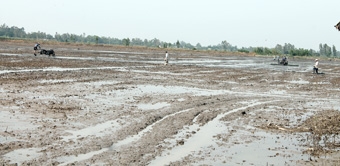 Quyết tâm thắng lợi vụ lúa đông xuân