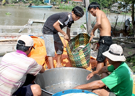 Cá lóc nuôi tăng giá