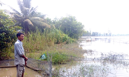Cá ruộng chờ thương lái