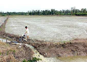 Nhân rộng “Cánh đồng lớn” vụ đông xuân 2014-2015