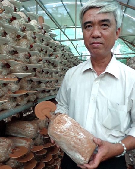Tổ hợp tác An Bình đi lên từ nấm linh chi