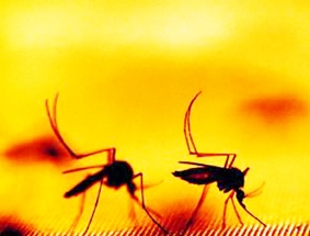 Phát hiện hợp chất mới giúp chữa bệnh sốt rét trong 48 giờ