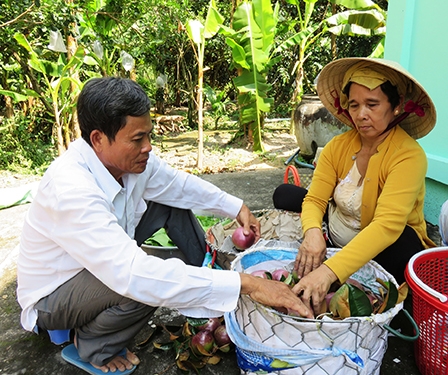 Làm giàu từ cây vú sữa nâu