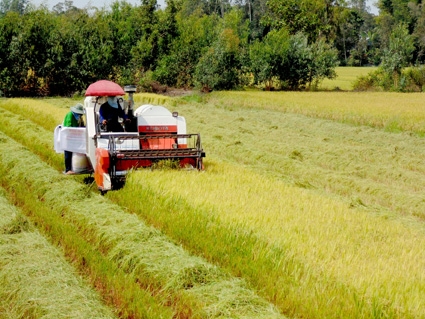 Cần giải pháp đẩy mạnh sản xuất
lúa gạo bền vững