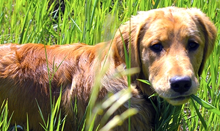 Khám phá khả năng tự chữa bệnh kỳ diệu của động vật