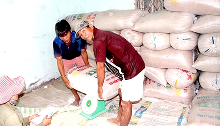 Giá lúa giảm mạnh