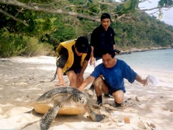 Bảo tồn rùa biển tại 
Vườn quốc gia Côn Đảo