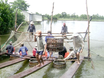 Phát triển nông nghiệp 
theo hướng tăng chất lượng