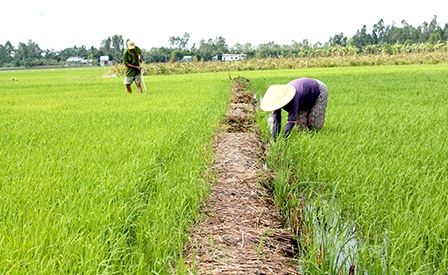 Đe dọa sự phát triển 
vùng ĐBSCL