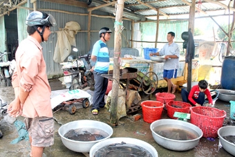 Cá lau kiếng không chỉ làm cảnh mà còn là món ngon