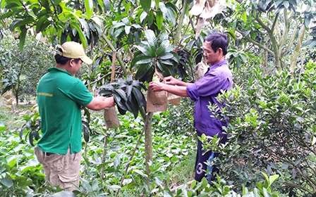 Nông dân Bình Thủy rộn rịp vụ mùa Tết