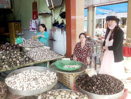 Thu nhập ổn định nhờ nuôi sò huyết