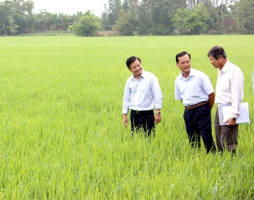 Chăm sóc lúa đông xuân đảm bảo “ăn chắc”