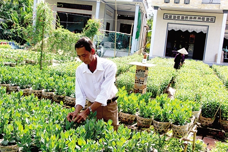 Phong Điền chuẩn bị hoa kiểng đón Tết