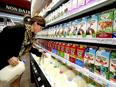 Nông dân Anh chật vật 
vì sữa rẻ hơn nước