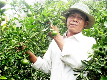 Trồng quýt trên núi