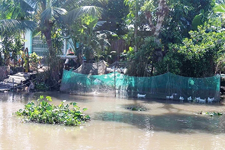 Cần định hướng cho người 
chăn nuôi qui mô nhỏ