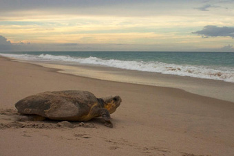Giải đáp khả năng tìm đường về nhà của rùa biển