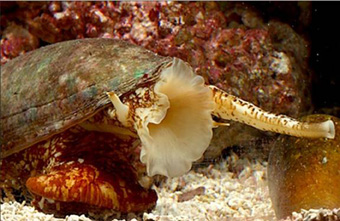 Insulin “vũ khí” đầu độc kẻ thù hoặc con mồi của ốc nón