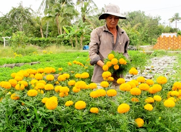 Rực sắc làng hoa Phó Thọ - Bà Bộ