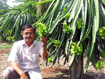 Xử lý thanh long nghịch vụ đón Tết 
được mùa, trúng giá