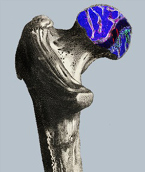 Phân lập thành công tế bào gốc tái tạo xương và tủy ở chuột