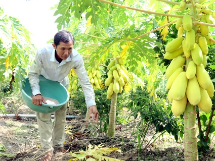 Nông dân trồng đu đủ vàng phục vụ Tết