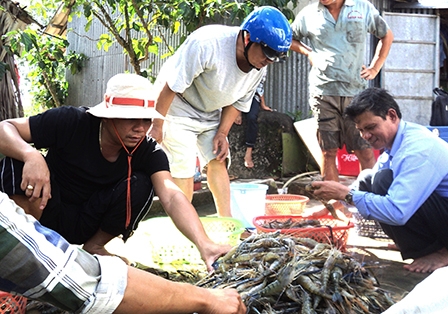Triển vọng mô hình 
nuôi tôm càng xanh